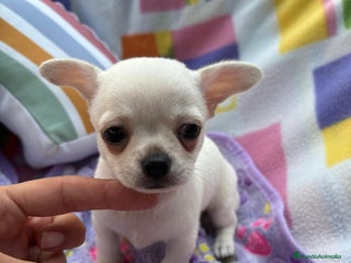Chihuahua perros - Anuncio 40