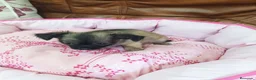 Chihuahua perros en venta: Chihuahua TOY - Anuncio 2