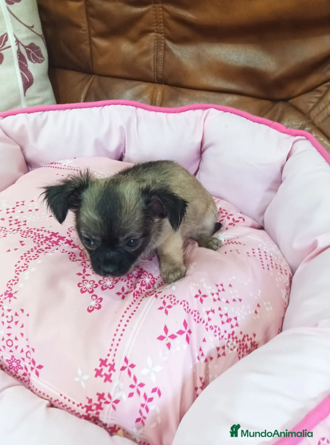 Chihuahua perros en venta: Chihuahua TOY - Anuncio 2
