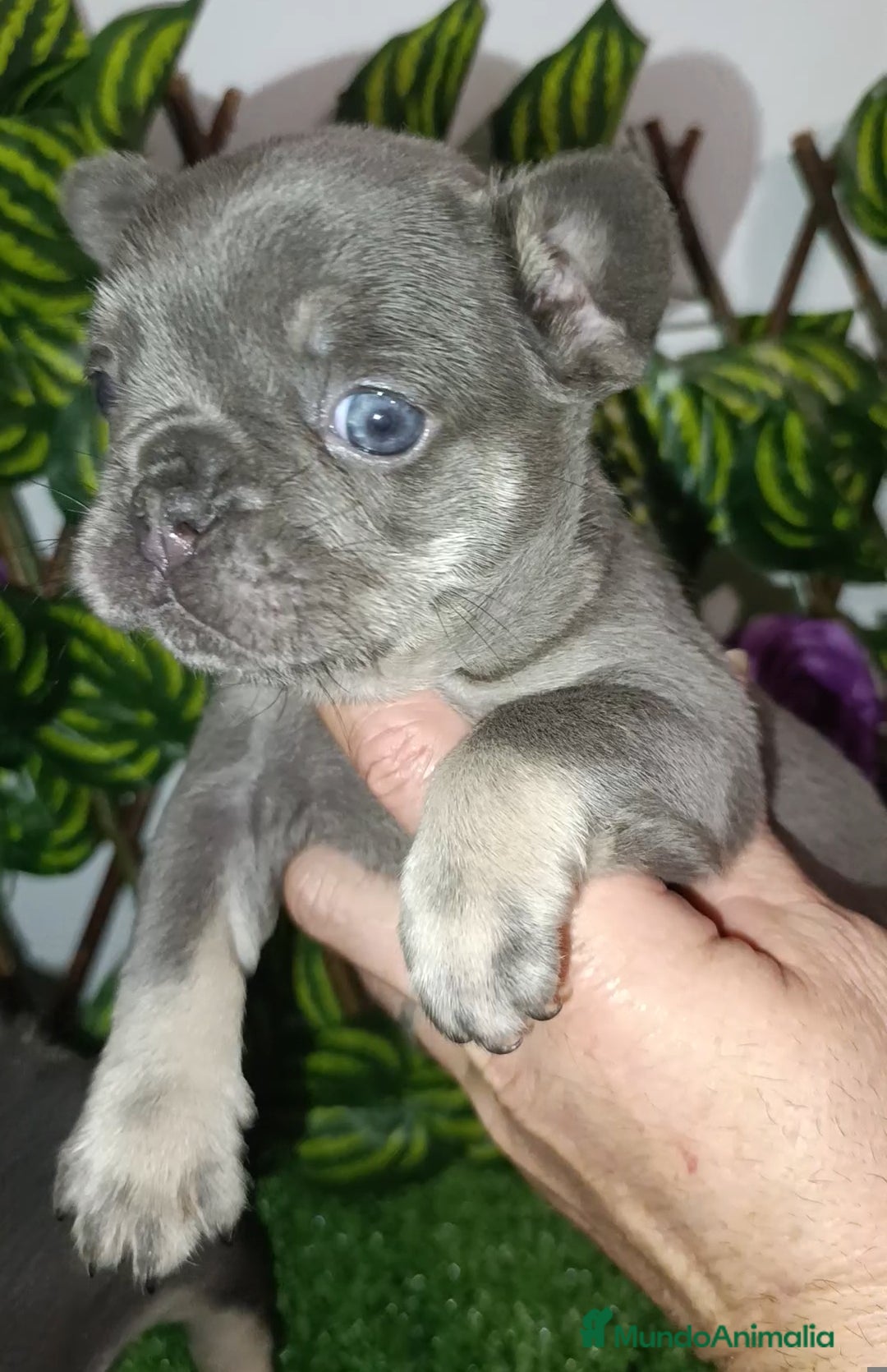 Bulldog Francés perros en venta: Bulldog francés exóticos  - Anuncio 11