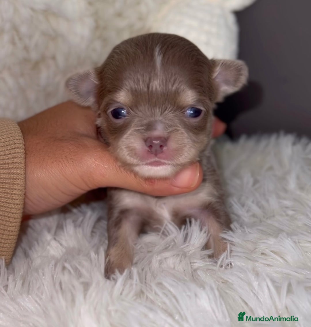 Chihuahua perros en venta: PRECIOSA CHIHUAHUA PELO LARGO - Imagen 2