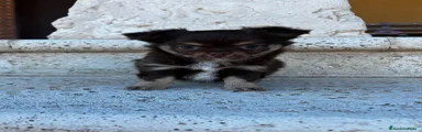 Chihuahua 2