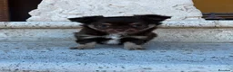 Chihuahua perros en venta: Chihuahua pelo largo  - Anuncio 4
