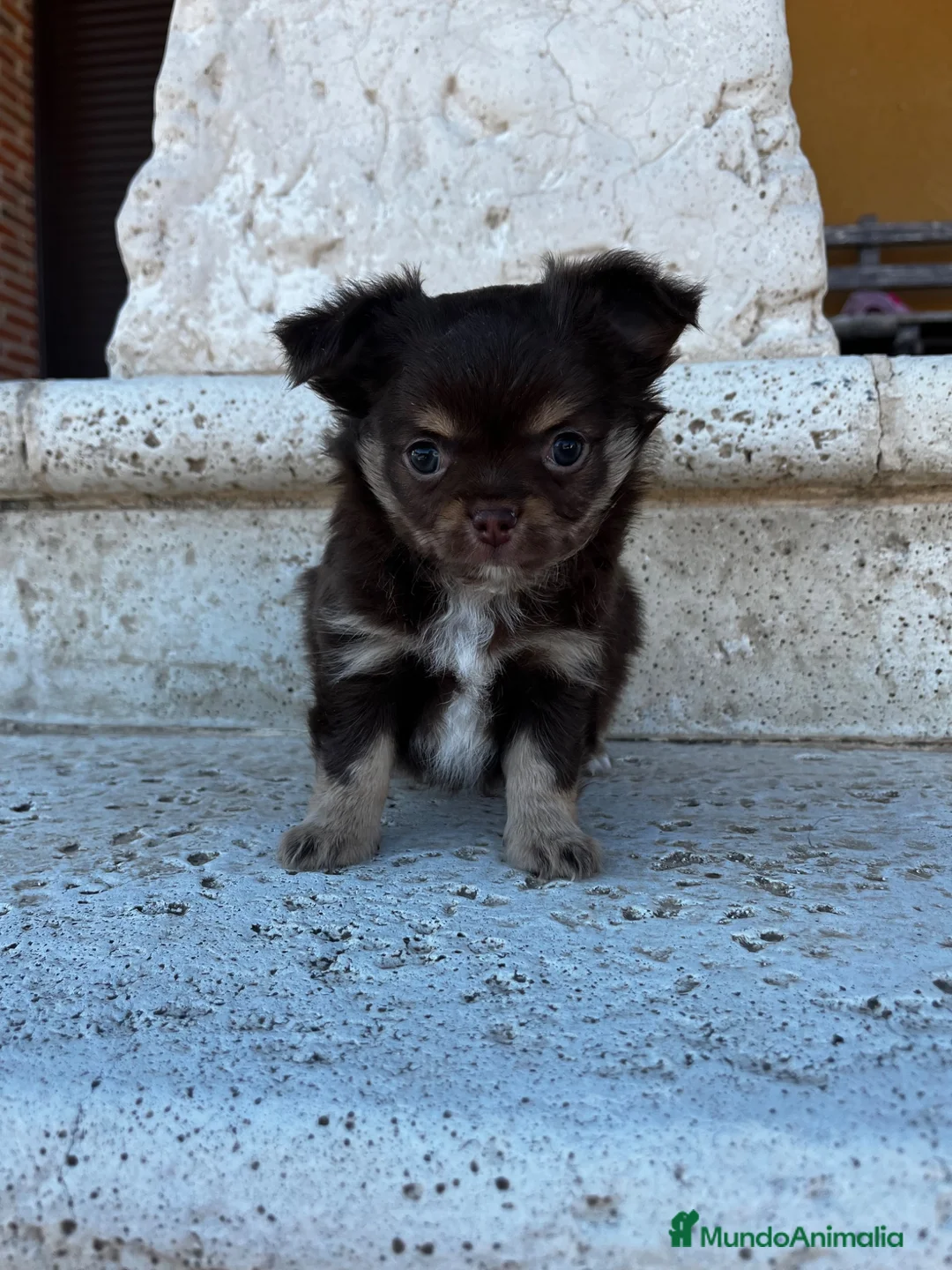 Chihuahua perros en venta: Chihuahua pelo largo  - Anuncio 4