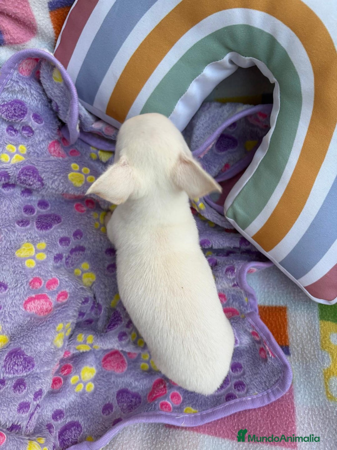 Chihuahua perros en venta: Increíble machito chihuahua tot - Imagen 8