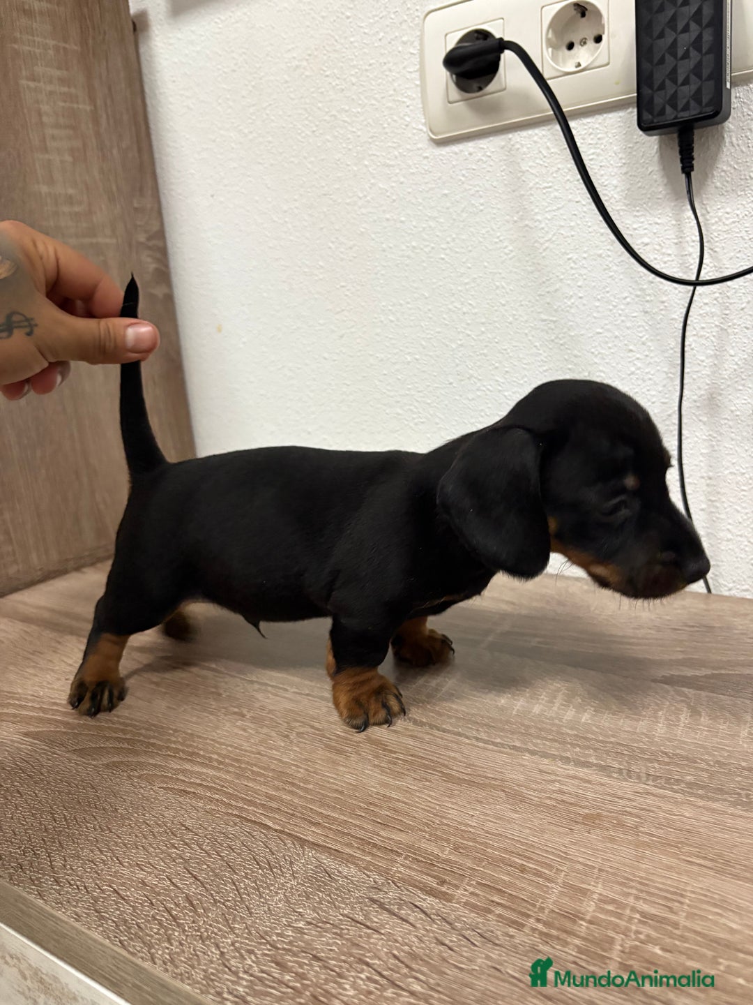 Teckel perros en venta: Cachorro teckel pelo fino - Anuncio 4