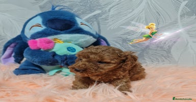 Caniche Toy perros - Propaganda 2