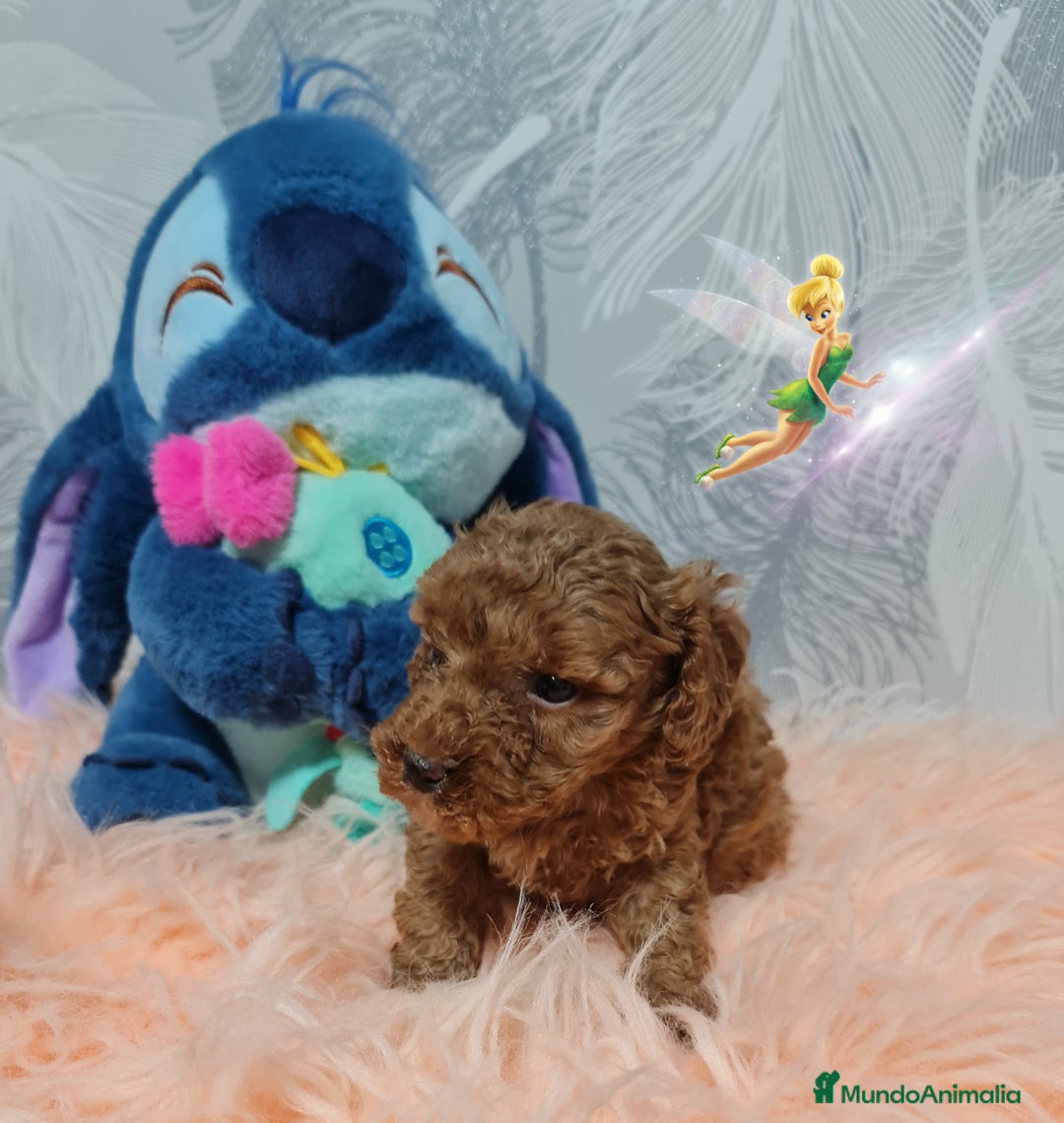 Caniche Toy perros en venta: Caniche Rojo Toy - Imagen 2
