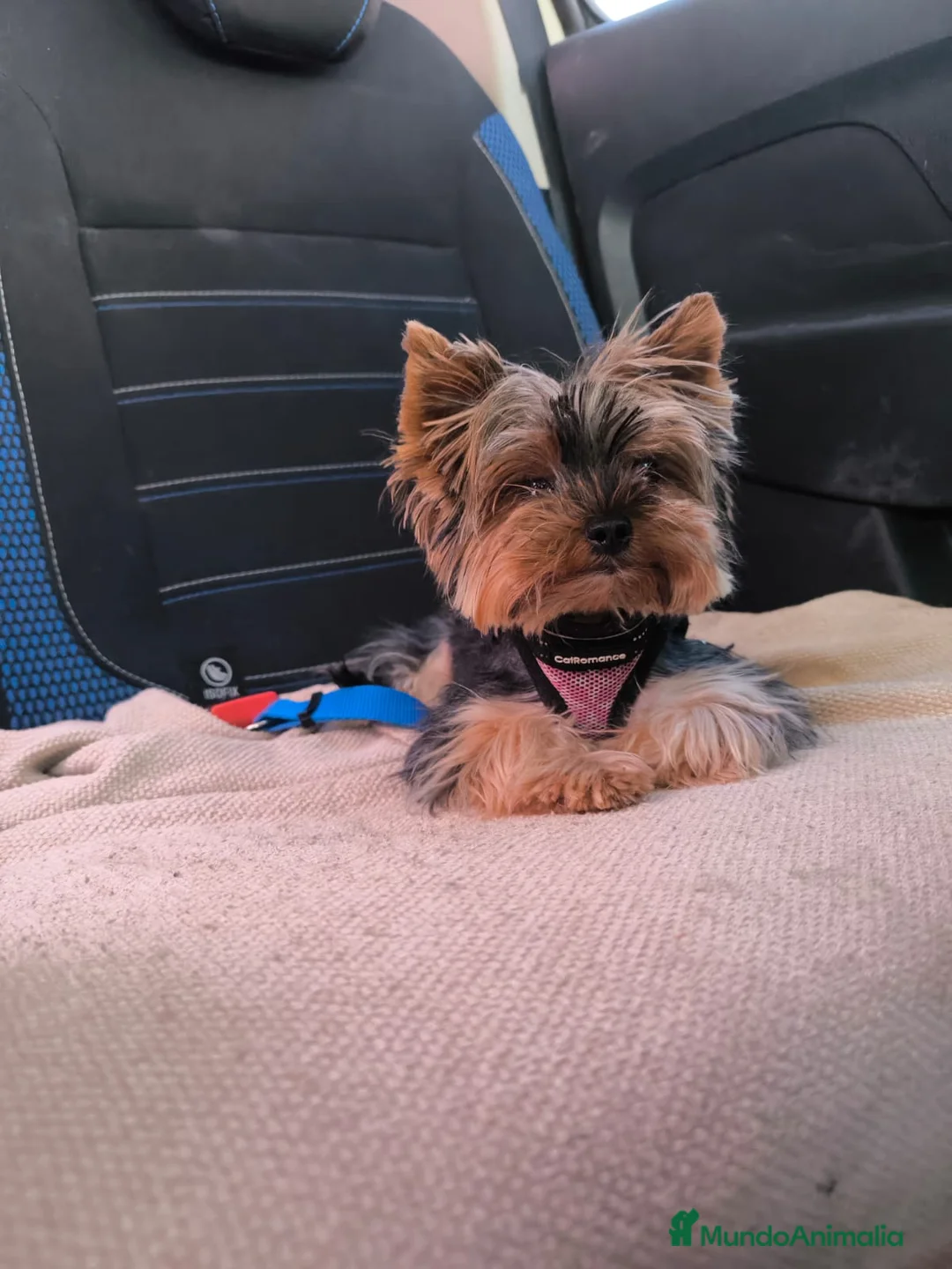 Yorkshire Terrier perros en venta: Cachorro Yorkshire Toy - Anuncio 1