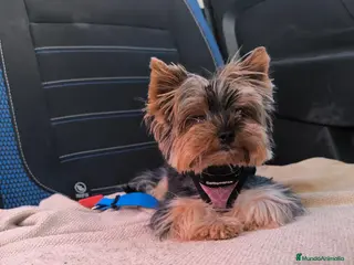 Yorkshire Terrier perros Cachorro Yorkshire Toy - Anuncio 2