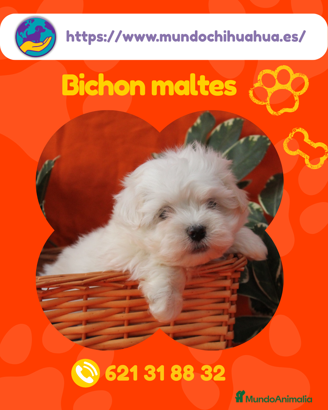 Bichón Maltés perros Cachorros de bichón maltés enano ✨ - Anuncio 1