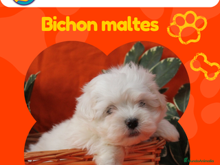 Bichón Maltés perros Cachorros de bichón maltés enano ✨ - Anuncio 23