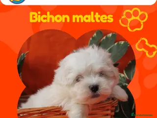 Bichón Maltés perros Cachorros de bichón maltés enano ✨ - Anuncio 5