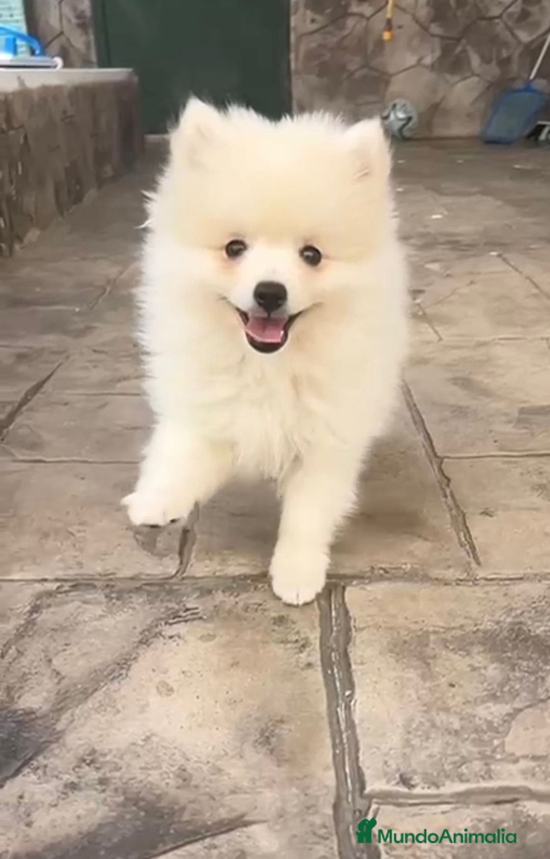 Pomerania perros en venta: Preciosos Lulu pomerania toy - Imagen 1