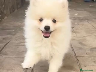 Pomerania perros - Anuncio 14