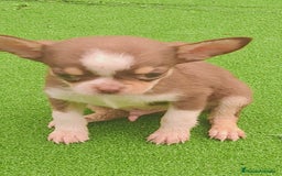Chihuahua perros en venta: Chihuahua Toy Macho tricolor chocolate  - Imagen 2