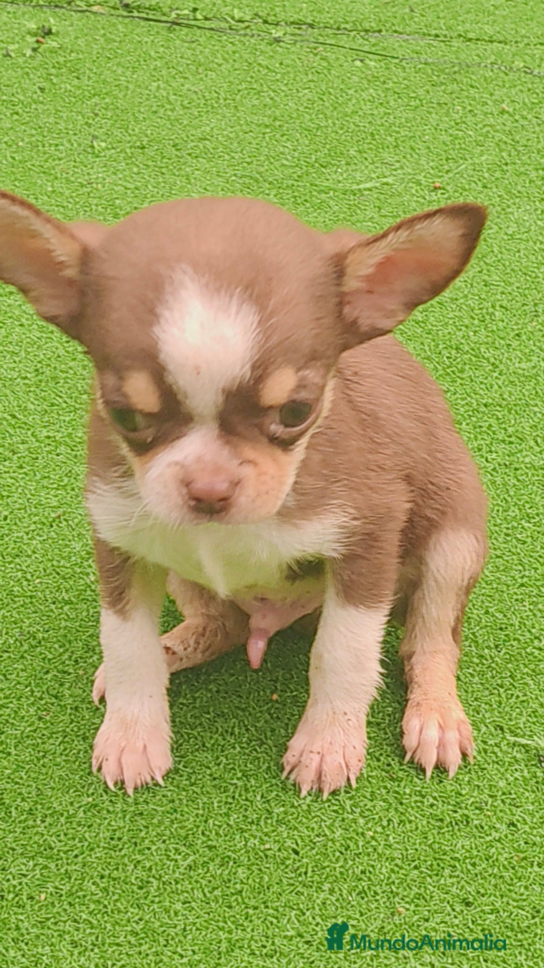 Chihuahua perros en venta: Chihuahua Toy Macho tricolor chocolate  - Imagen 2