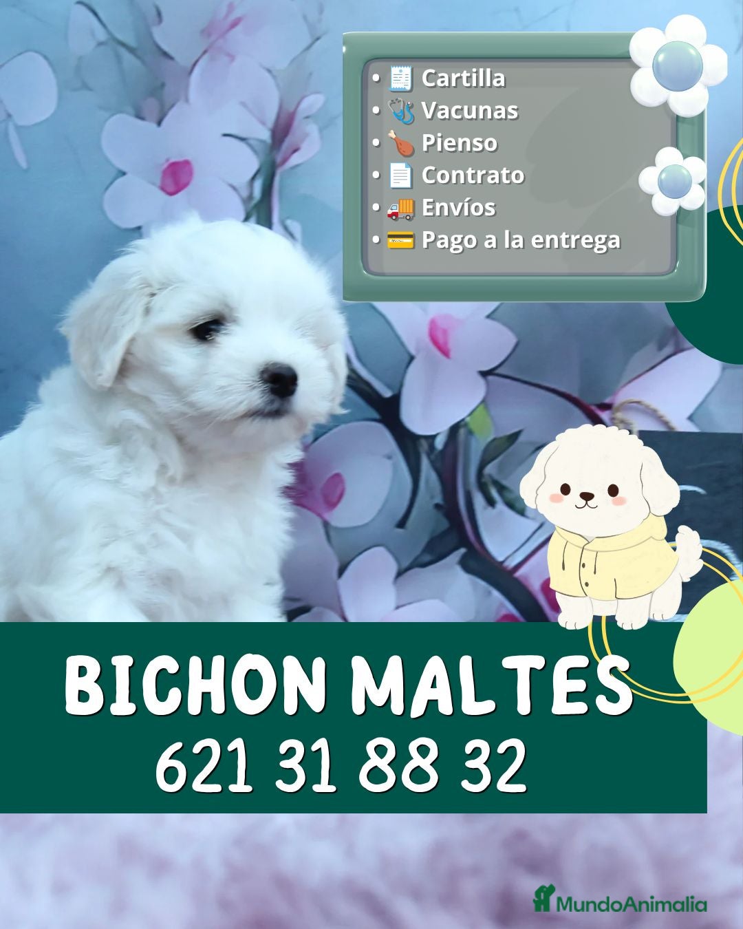 Bichón Maltés perros Bichón maltés auténticos  - Anuncio 3