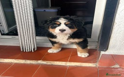 Boyero de Berna perros en venta: CACHORROS DE BOYERO DE BERNA  - Imagen 1