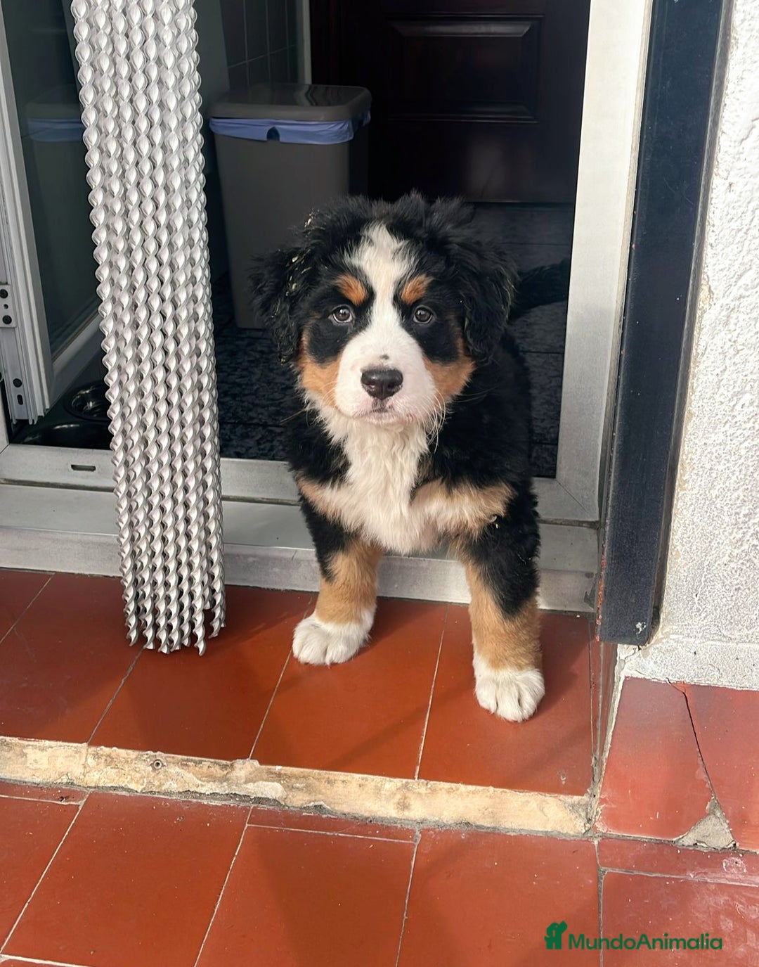 Boyero de Berna perros en venta: CACHORROS DE BOYERO DE BERNA  - Imagen 1