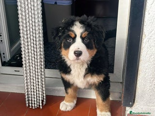 Boyero de Berna perros - Anuncio 1