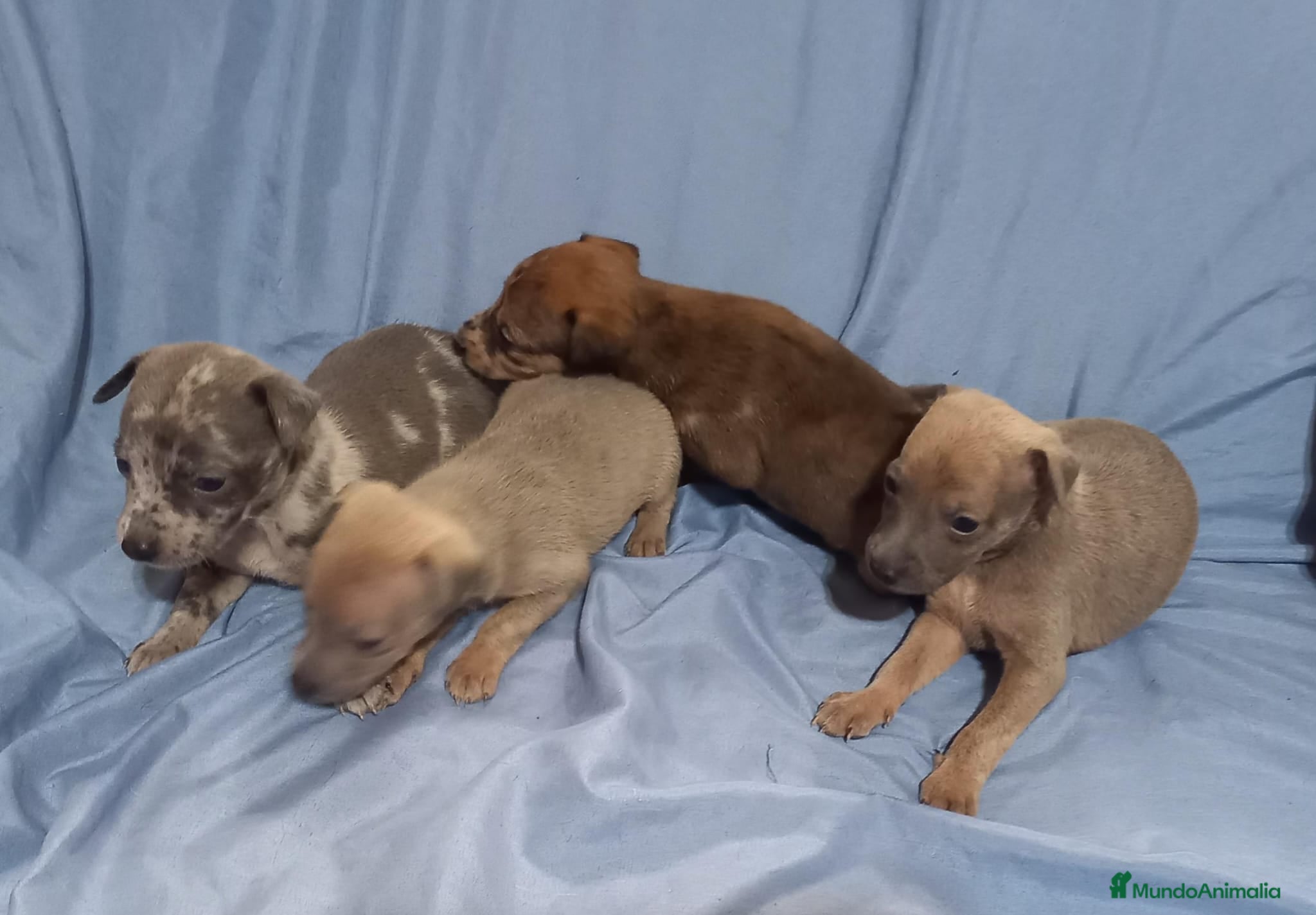 Raza Mixta perros Camada de Greyhuahua  - Anuncio 16