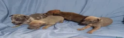 Raza Mixta perros en venta: Camada de Greyhuahua  - Anuncio 1