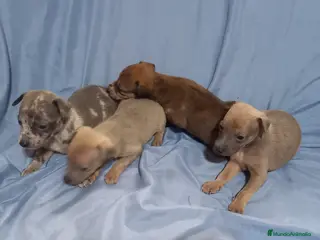 Raza Mixta perros Camada de Greyhuahua - Anuncio 1