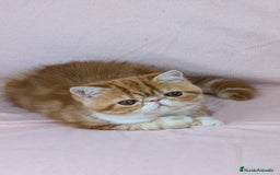 Exótico de Pelo Corto gatos en venta: Exótica Bicolor Roja - Imagen 4