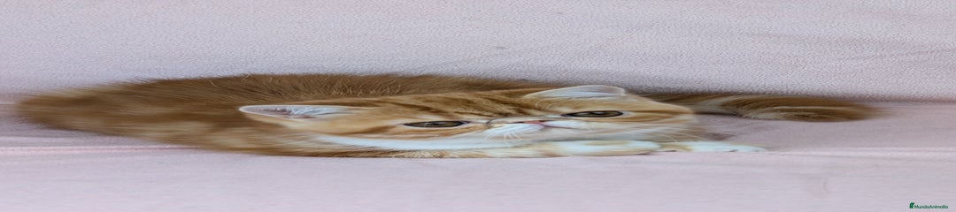 Exótica Bicolor Roja