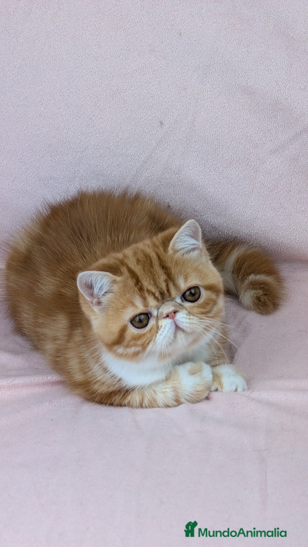 Exótico de Pelo Corto gatos en venta: Exótica Bicolor Roja - Imagen 4