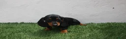 Teckel Miniatura perros en venta: Teckel Miniatura  - Anuncio 30