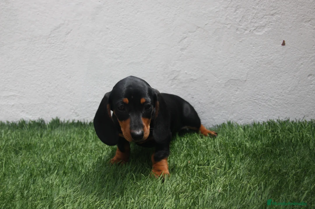 Teckel Miniatura perros en venta: Teckel Miniatura  - Anuncio 30