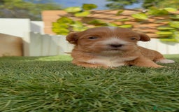 Maltipoo perros en venta: MALTIPOO - Imagen 15