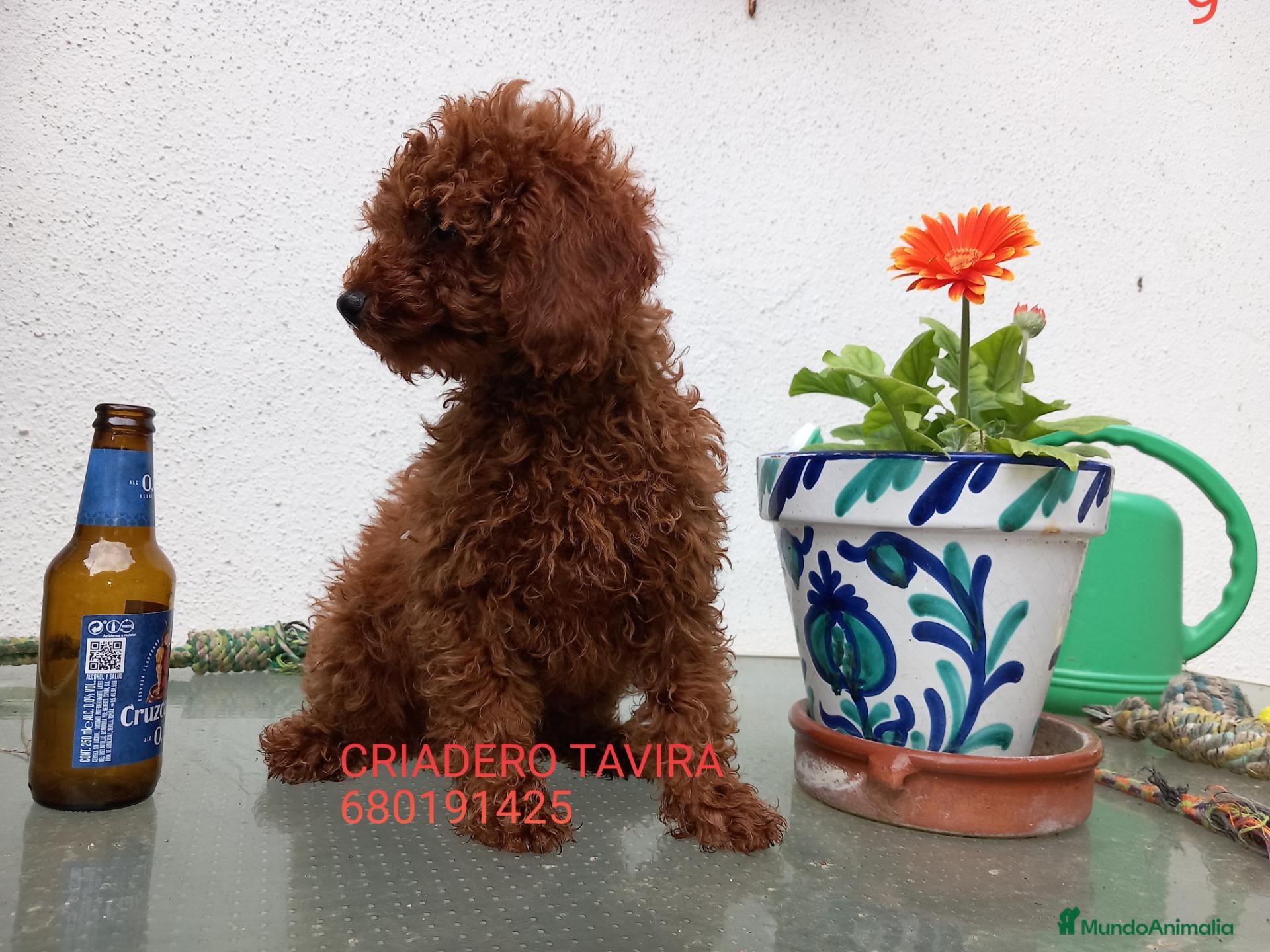 Caniche Toy perros Caniche Toy Rojo - Anuncio 1