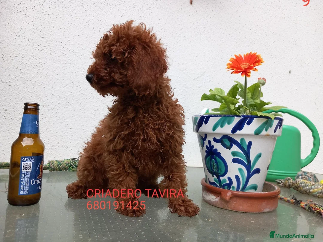 Caniche Toy perros en venta: Caniche Toy Rojo en Madrid - Anuncio 1