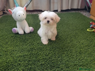 Bichón Maltés perros - Anuncio 7