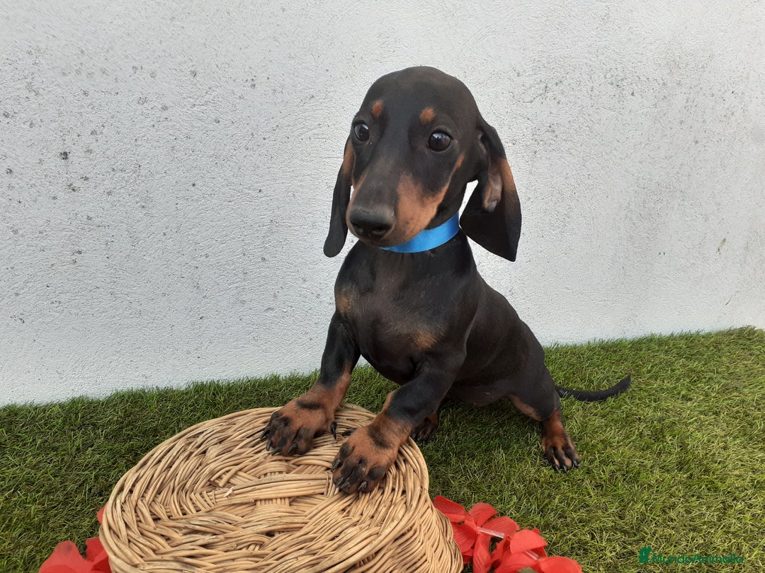 Teckel perros en venta: Preciosos TECKEL  - Imagen 4