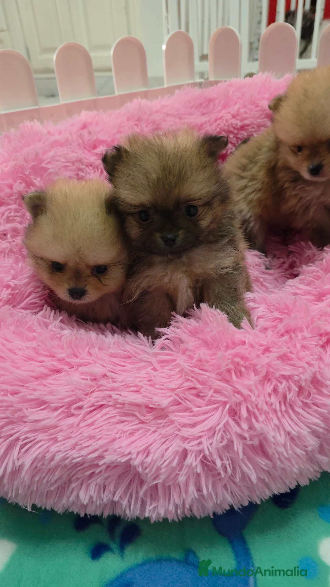 Pomerania perros en venta: Lulus pomerania exoticos - Anuncio 6