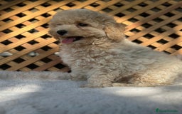 Caniche Toy perros en venta: Caniche Apricot Toy  - Imagen 4