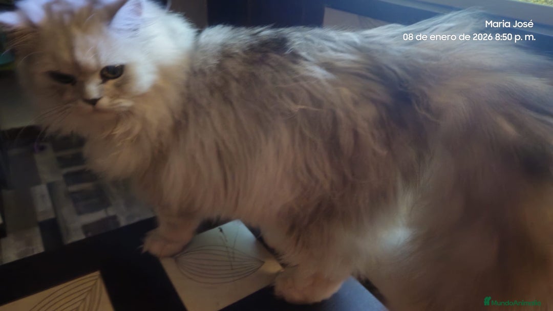 Persa gatos en venta: Persa chinchilla  - Anuncio 6