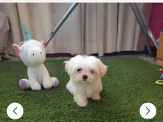 Bichón Maltés perros OPORTUNIDAD!!! Precioso bichon mates mini - Anuncio 1
