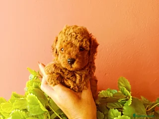 Caniche Toy perros - Anuncio 16