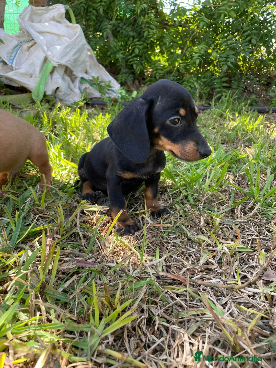 Teckel Miniatura perros en venta: Teckels mini  - Anuncio 2