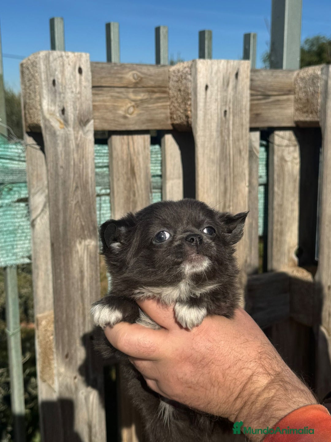 Chihuahua perros en venta: ‼️‼️Chihuahuas muy cariñosos tamaño mini - Anuncio 2