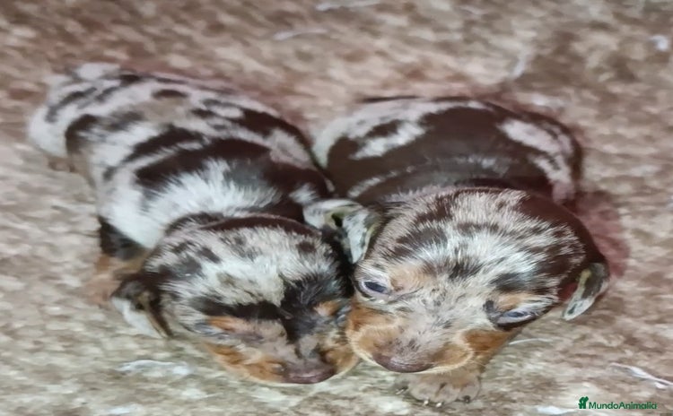 Teckel Miniatura perros - Anuncio 1