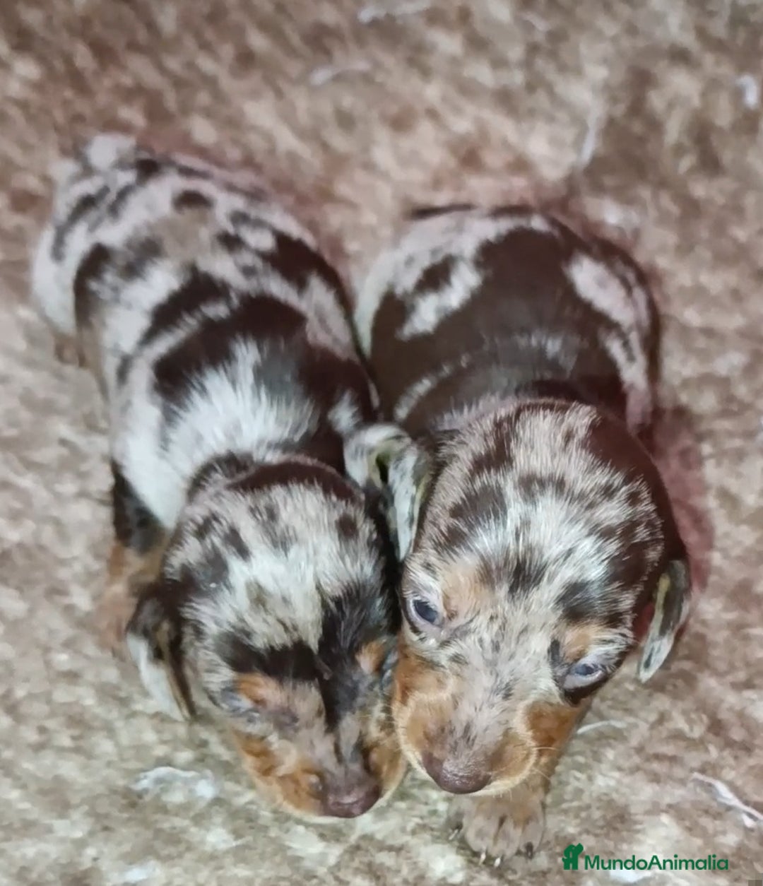 Teckel Miniatura perros en venta: Bellezas teckel kaninchen  - Imagen 1