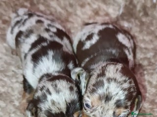 Teckel Miniatura perros - Anuncio 2