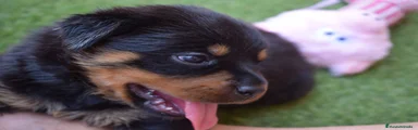 Rottweiler 1