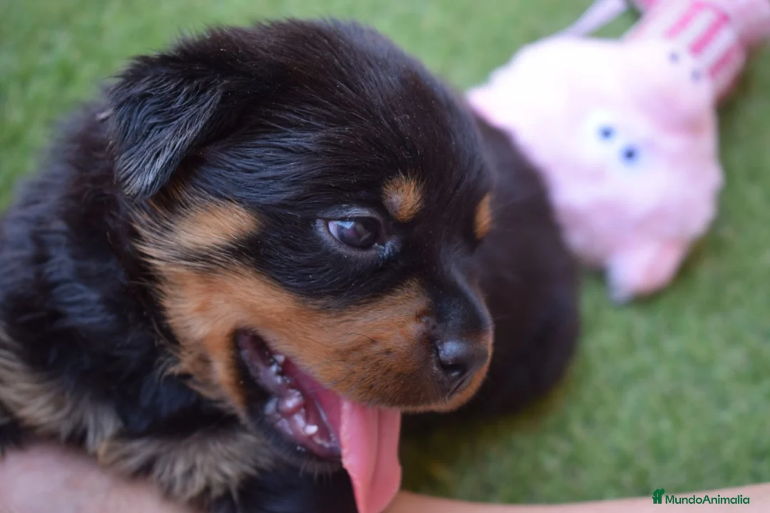 Rottweiler perros en venta: PRECIOSOSOS CACHORRITOS ROTTWEILER - Anuncio 5